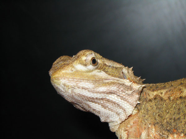 Photos Pogona henrylawsoni